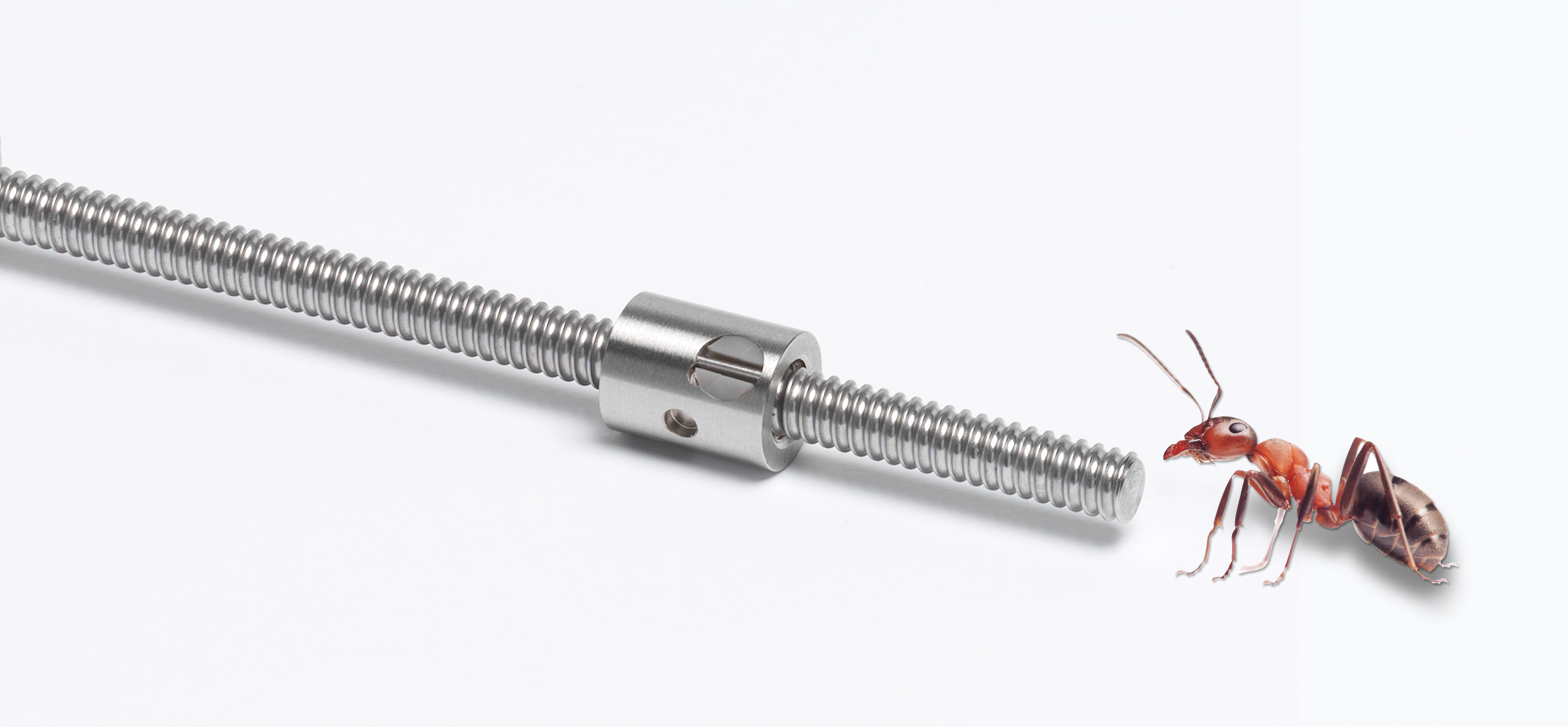 Eichenberger mit Ameise